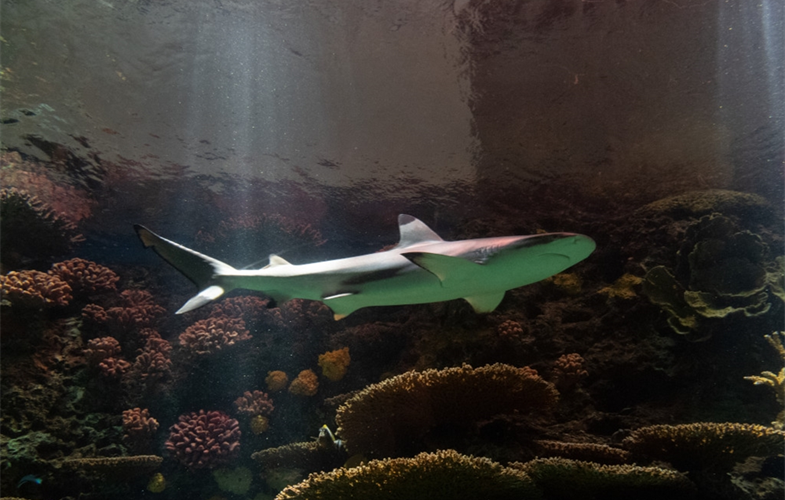 Blacktip Reef Shark CREDIT: Julie Larsen Maher/WCS